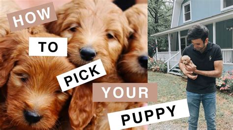 Find goldendoodle puppies for sale with pictures from reputable goldendoodle breeders. Theo the Mini Goldendoodle (F1B)- How to Choose your Puppy ...