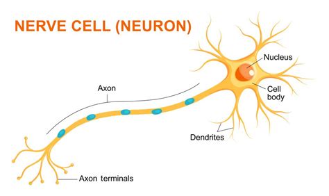 Nerve Cell Image