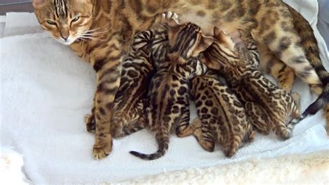 Mother Cat And Kittens 🐱 Bengal Kittens 45 Weeks Youtube