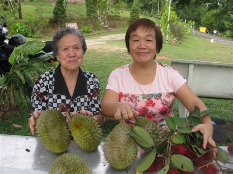 There was intermittent rain nearly every month last year but since december that rainfall has decreased, farmer says. Penang durian farm tour festival season 2015 已结束了, Penang ...