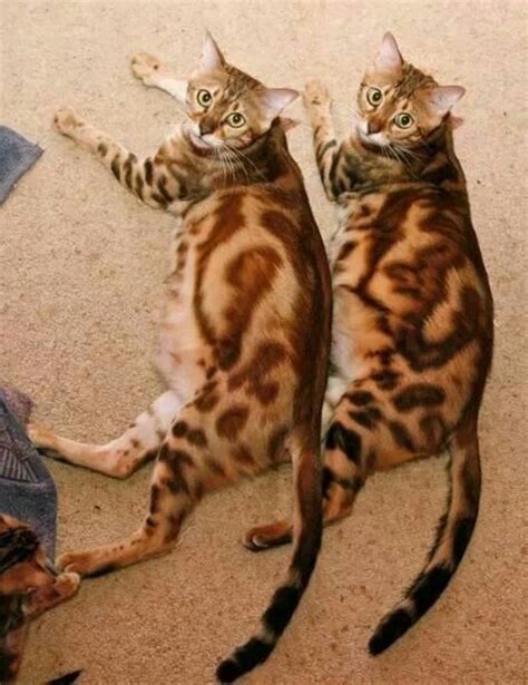 He might've also given these critters their depending on the individual, it can look brown, golden, charcoal gray, silvery — or even whitish. Marbled bengals | Small Cats | Pinterest