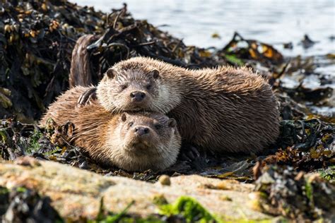 Guide To Otters In Britain History Threats And Where To See Them