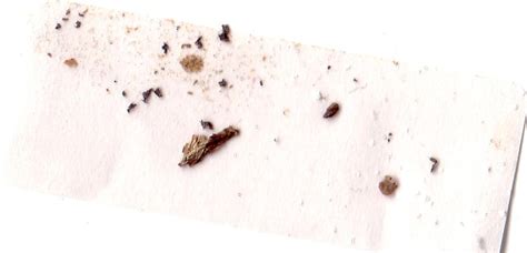 We normally find them in the morning laying on their backs on the hardwood floor. Carpet Beetles In Kitchen Cabinets | Floor Matttroy