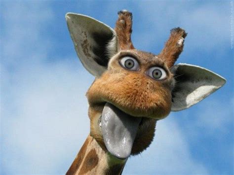 1080 x 1080 profile pictures funny : 1920x1080-funny-giraffe-desktop-wallpapers-free-download ...