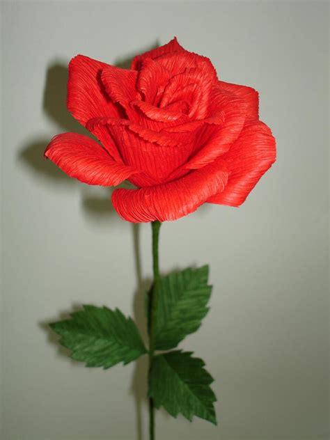 Gambar Setangkai Bunga Mawar Merah Foto Kolekcija