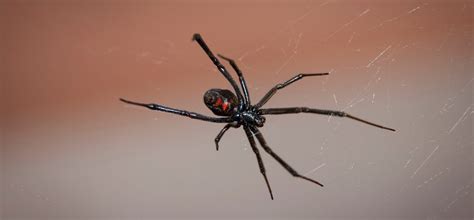 Female black widow spiders are truly the most venomous spiders on the entire north american continent. Black Widow Spider Fun Facts Quiz: Pointe Pest Control