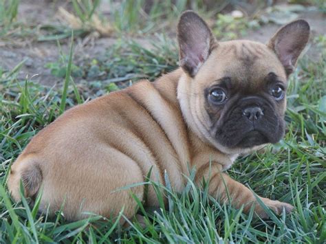 Stunning french bulldog pups for sale, we have 5 boys and 3 girls from pedigree parents and linage. Golden Bay Frenchies - French Bulldog Puppies For Sale