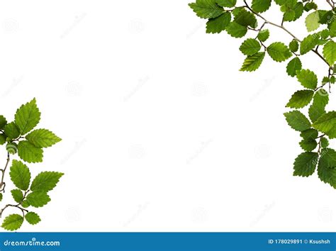 Branches With Fresh Green Leaves In A Corner Borders Stock Image