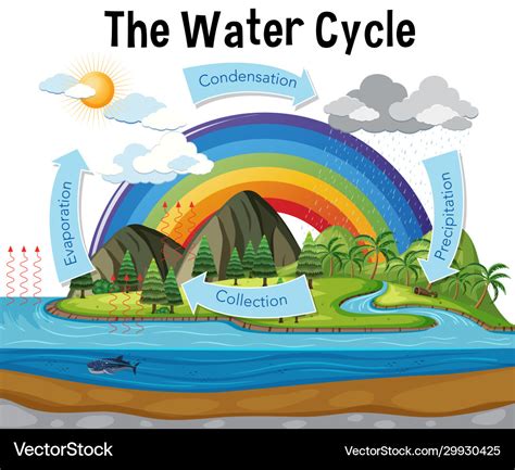 Water Cycle Diagram Vector Download Free Vectors