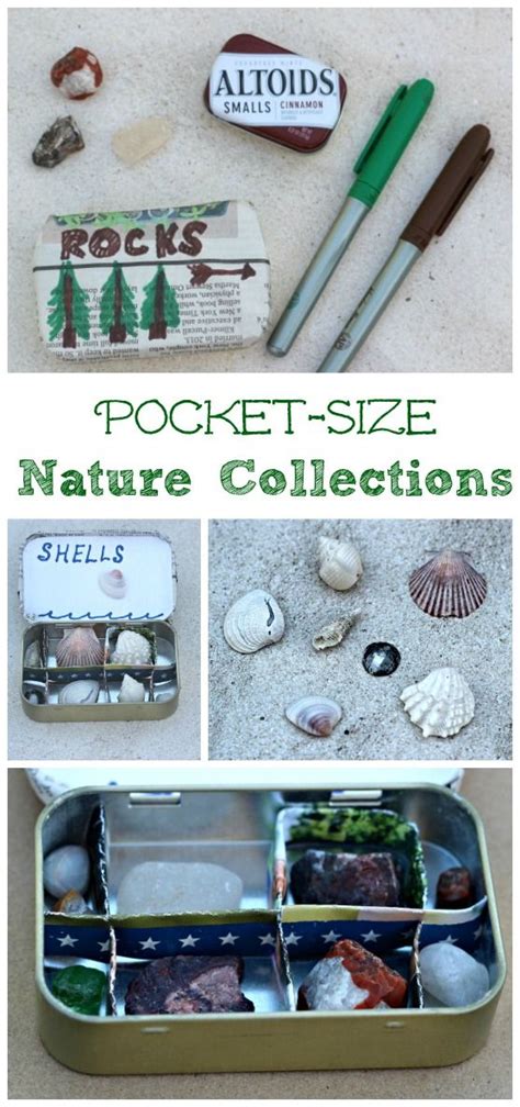 How To Start And Organize A Nature Collection Easy Science Projects