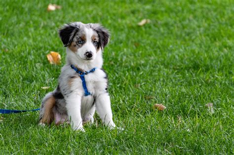 Puppy On Grass Field · Free Stock Photo