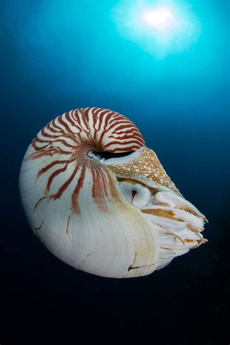 Nautilus Chambered Nautilus Deep Sea Creatures Nautilus