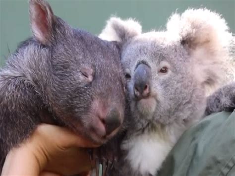 Koala And Wombat Friendship In This Aussie Park An Unusual