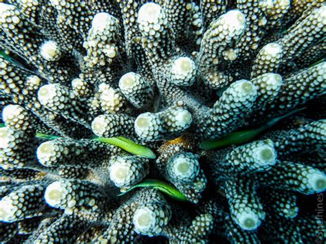 Finger Coral By Pixpics On Deviantart
