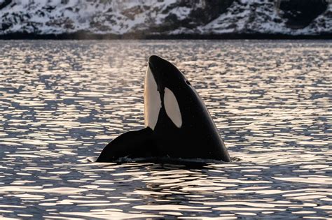 Ultra Rare White Killer Whale Spotted Off The Coast Of Alaska 22 Words