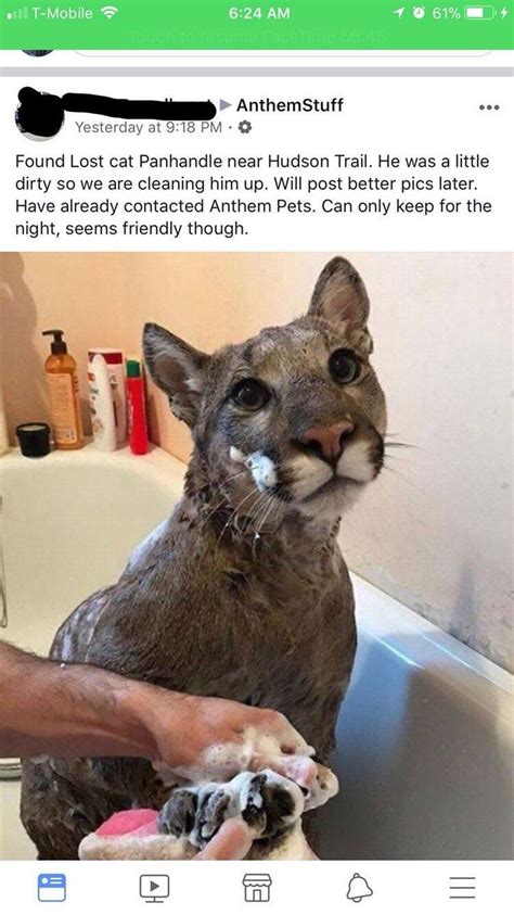 I Thought Meet Local Cougars Was Something Else Funny Meme Lol Humor Funnypics Dank