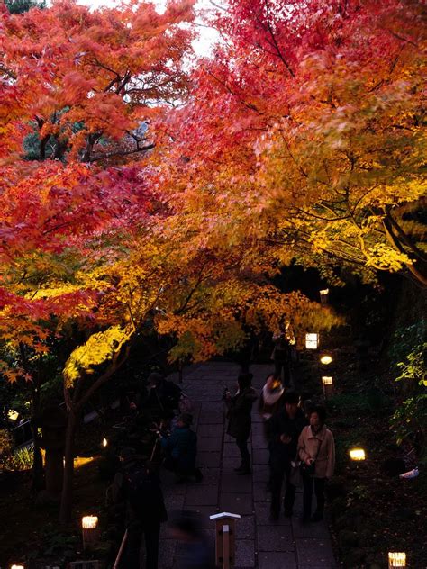 Autumn Leaves In Kamakura 2020 Kyuhoshi