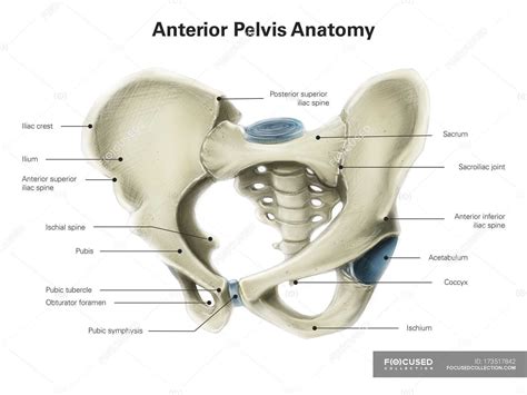 Pelvic Anatomy Posterior View Pelvis Pelvis Anatomy Hip Anatomy