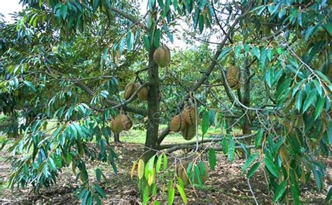 Salam.saya ada tanam ioi dan musang king.tapi moyet selalu kacau pokok dan patahkan dahan.apa cara nak halau monyet ye.tk. May | 2013 | Cara menanam dan teknik budidaya tanaman | Page 2