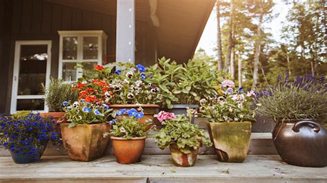 8 Secrets To A Successful Container Garden