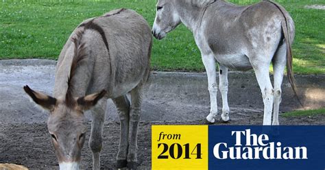 Eat Bray Love Amorous Donkey Couple Reunited After Protests At
