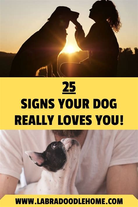 Does Your Dog Love You 25 Obvious Signs Of Affection