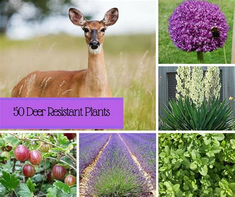 50 Beautiful Deer Resistant Plants