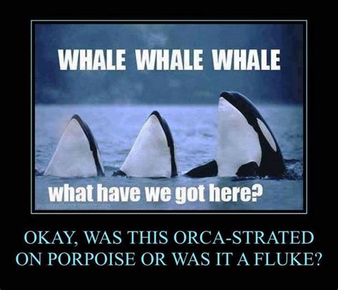 Pin By Lisa Novak On Funny Animals Whale Jokes Funny Puns Laugh