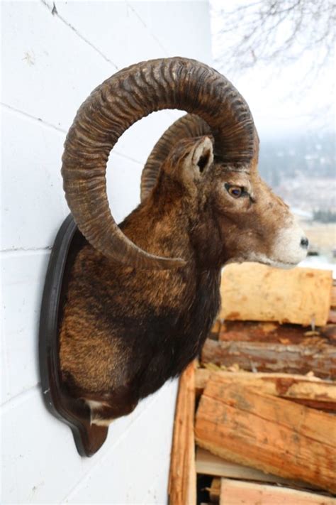 Mouflon Sheep Head Mount Pandd International Furtraders