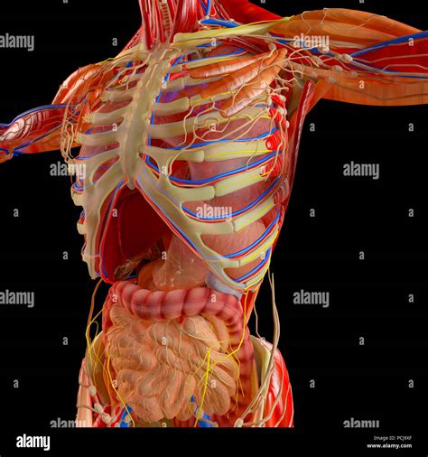 El Cuerpo Humano El Sistema Muscular Sistema Digestivo Anatom A El