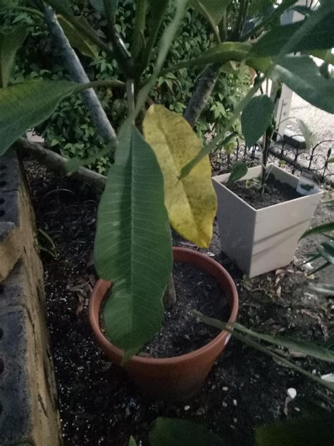 Succulent leaves are falling off? Plumeria leaves turning yellow and falling off. It's the ...