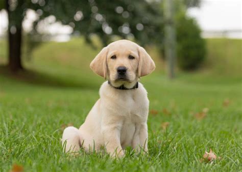 Yellow Labrador Retriever Stock Photos Pictures And Royalty Free Images