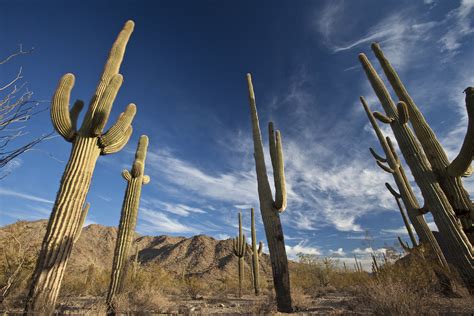Sonoran Desert National Monument Bureau Of Land Management