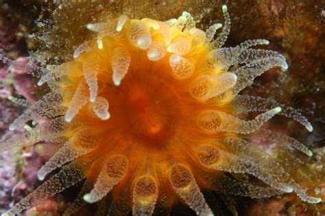 Orange Cup Coral Balanophyllia Elegans Con Imágenes Animales