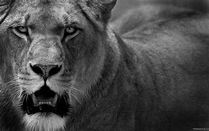 Angry Lion Eyes Wallpapers Widescreen Wallpapertag