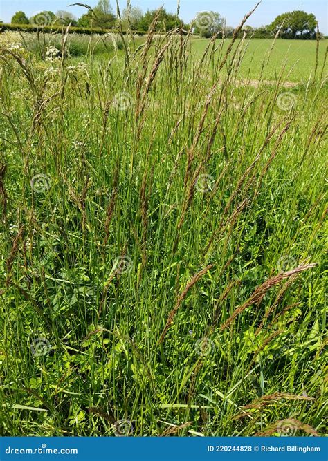Red Fescue Grass Festuca Rubra Norfolk England Uk Stock Photo