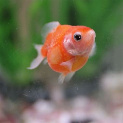 Baby This Is The One This Is Glitzy Isnt He Cute Betta