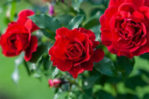 Ragam Arti Bunga Mawar Berdasarkan Warnanya Varia Id