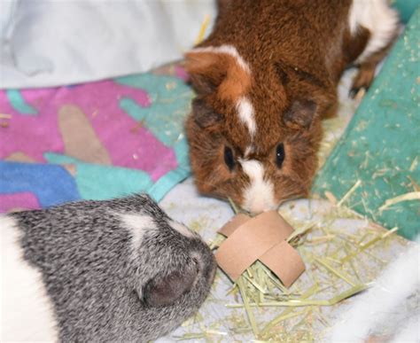 11 Diy Chew Toys For Your Guinea Pig Small Pet Parade
