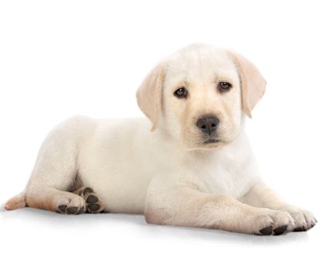 Cute Dog Png Hd Transparent Cute Dog Hdpng Images Pluspng