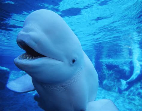 Trainer In China Puts Lipstick On Beluga Whale Holidogtimes