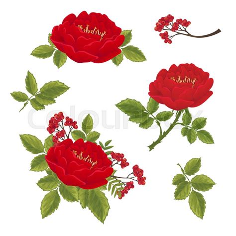Red English Roses Hand Drawn Ector Stock Vector Colourbox