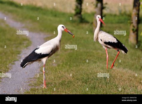 Foraging Stork Hi Res Stock Photography And Images Alamy
