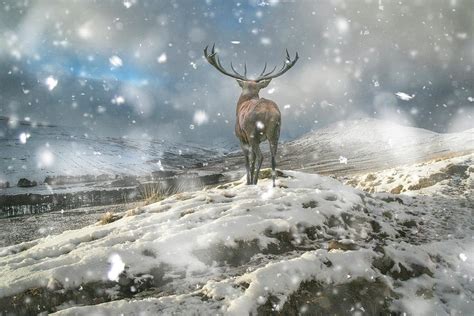 Beautiful Red Deer Stag In Snow Covered Mountain Range Winter La