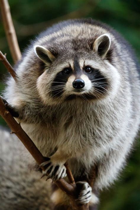 1000 Images About Raccoons On Pinterest Woodland