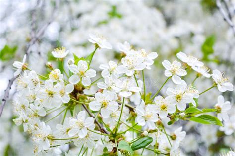 Close Up Of Little White Flowers On Bush Branch Romantic Blooming Bush
