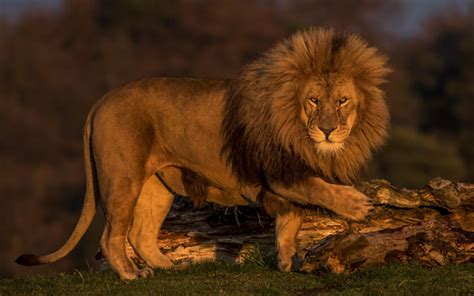 Télécharger Fonds Décran Big Lion Afrique Coucher De Soleil Le Soir