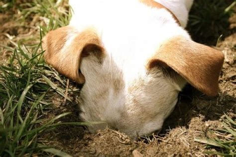 Your dog may be digging for entertainment if: How to keep your dog from digging holes in the garden