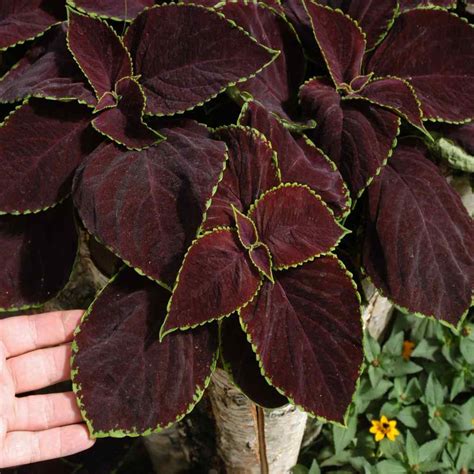 To prepare a fertile soil, we will need i carefully leveled the surface, moistened it with a spray bottle, and put all 20 tiny coleus seeds on the surface. Coleus Flower Seed - Coleus Chocolate Mint Seeds