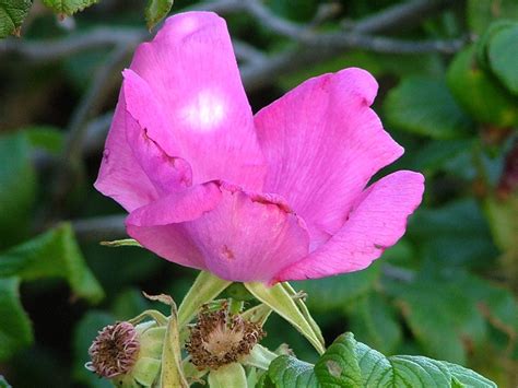 Refine your search for cape cod flowers. Cape cod rose hip | Flowers, Rose, Plants